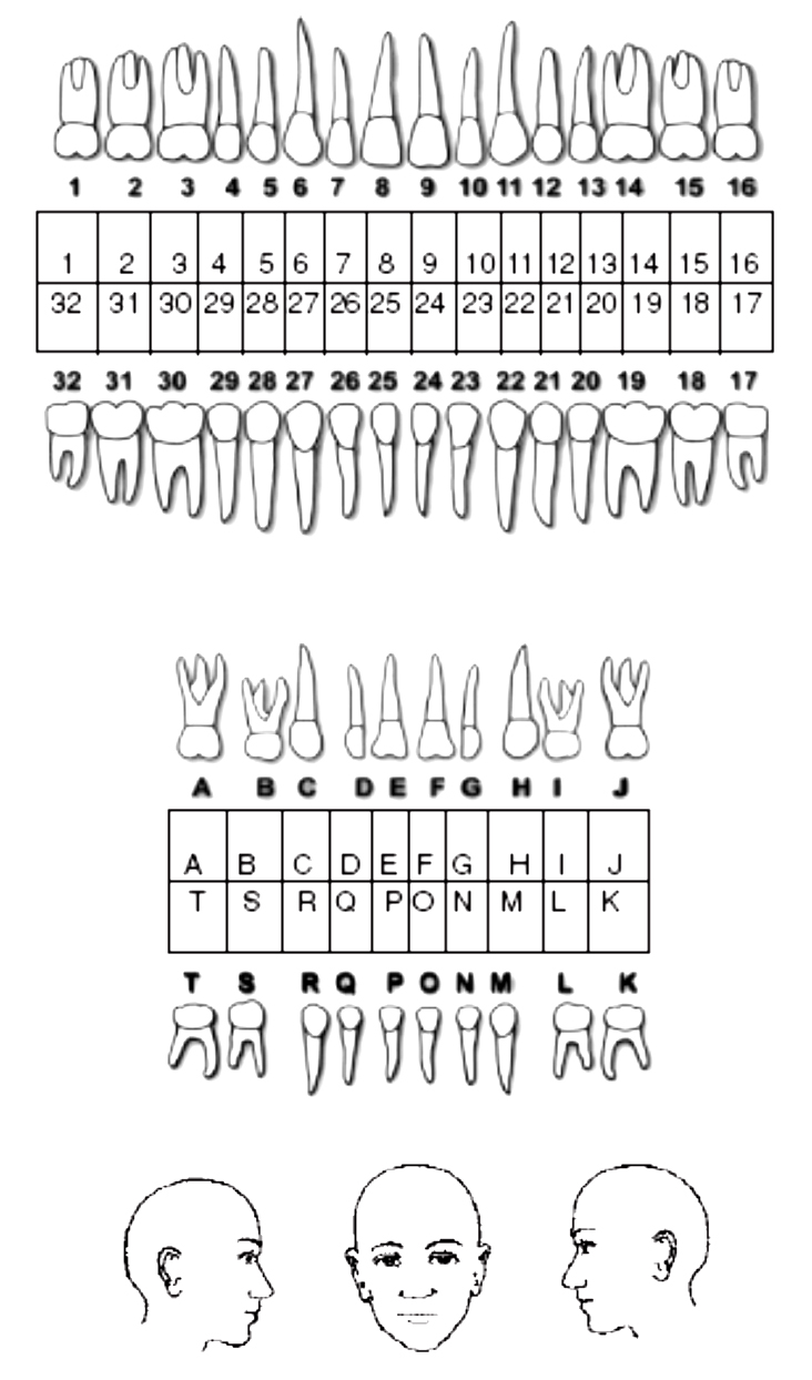 omfs tooth extraction diagram