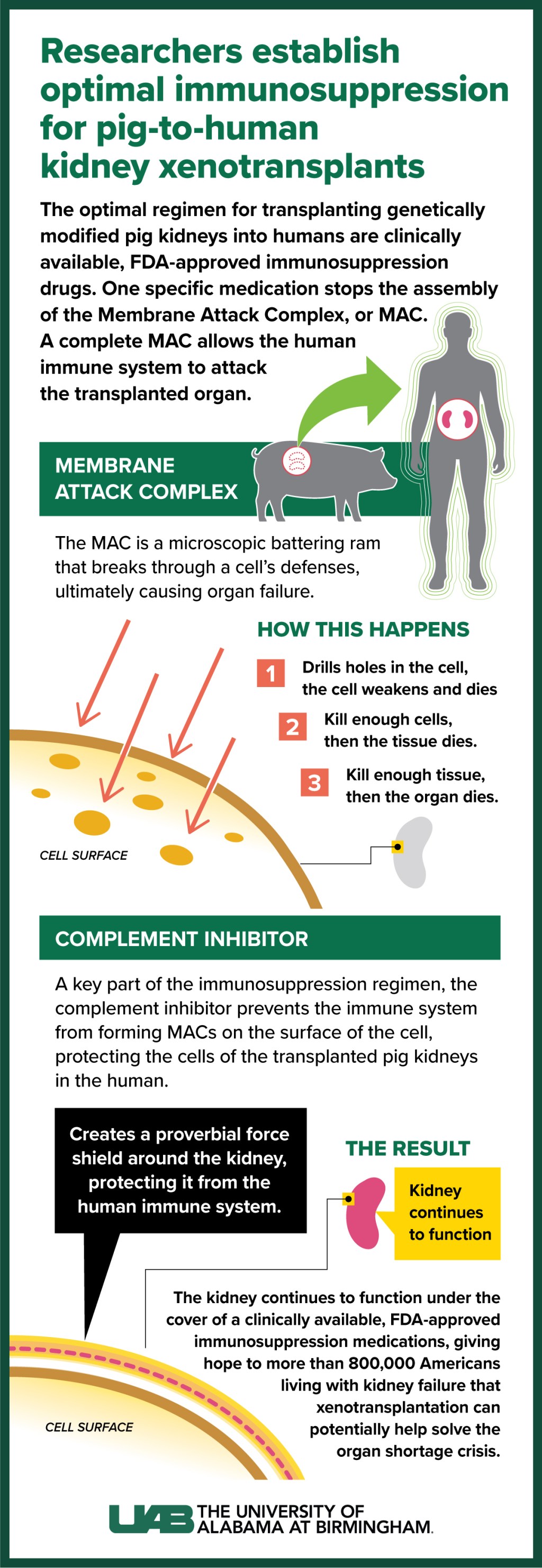  Study: UAB researchers establish optimal immunosuppression regimen for pig-to-human kidney transplants